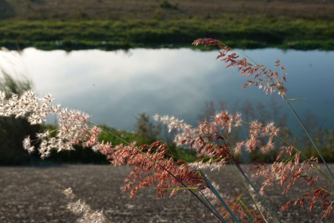 (首圖)貓羅溪畔 貓羅溪畔