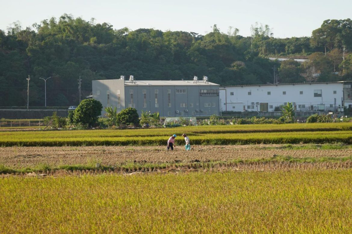 (首圖)溪尾收割稻米民眾 溪尾收割稻米民眾