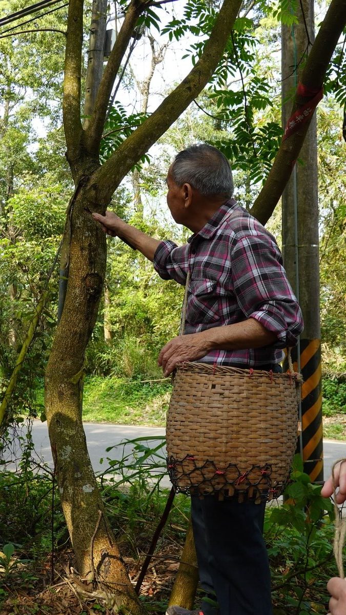 邱瑞輝爺爺正在示範客家傳統割漆技藝