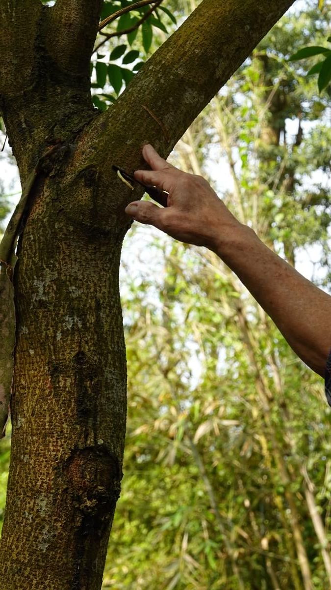 邱瑞輝爺爺正在示範客家傳統割漆技藝