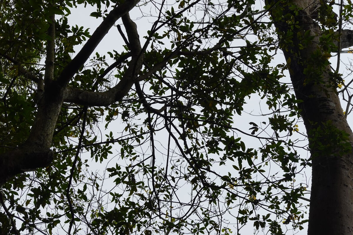 銅鑼山中的樹林